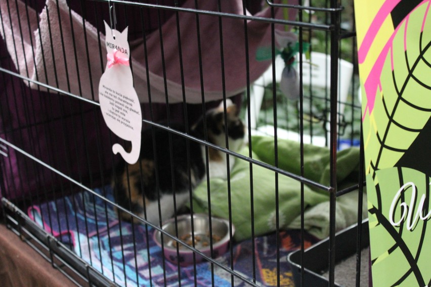 Gliwice: wystawa kotów nierasowych w palmiarni. Koty do adopcji czekają ZDJĘCIA