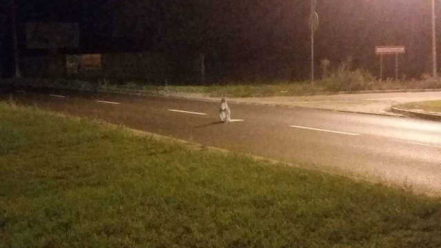 Toruń: Nocne harce kangura w okolicach Castoramy [WIDEO, ZDJĘCIA]