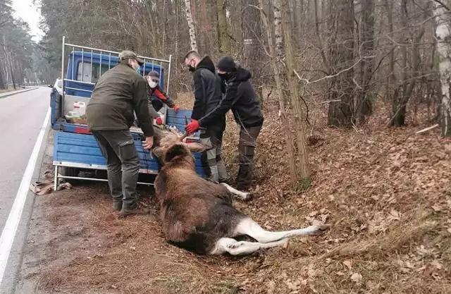 Auto jest poważnie uszkodzone. Kierowcy nic się nie stało. Łoś jednak nie przeżył tego wypadku