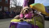 Saint Louis. Parada psów (wideo)