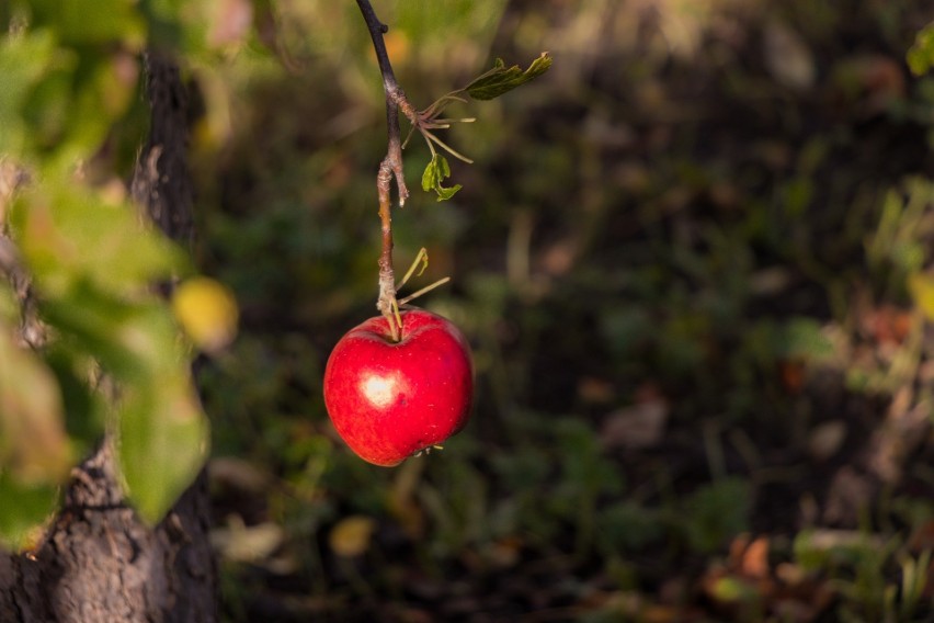 Badania sugerują, że ocet jabłkowy może pomóc w regulacji...