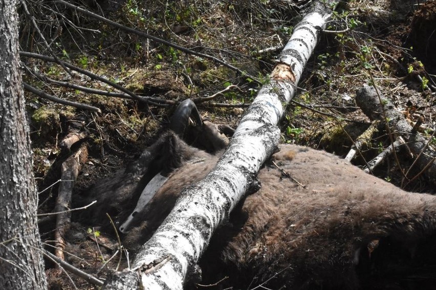 Żubr zginął uwięziony wśród połamanych drzew (zdjęcia)