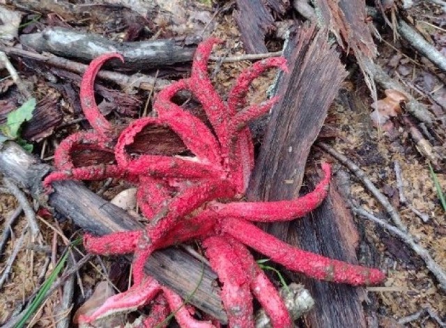 Ten grzyb zwany "palcami diabła" został znaleziony na Dolnym Śląsku