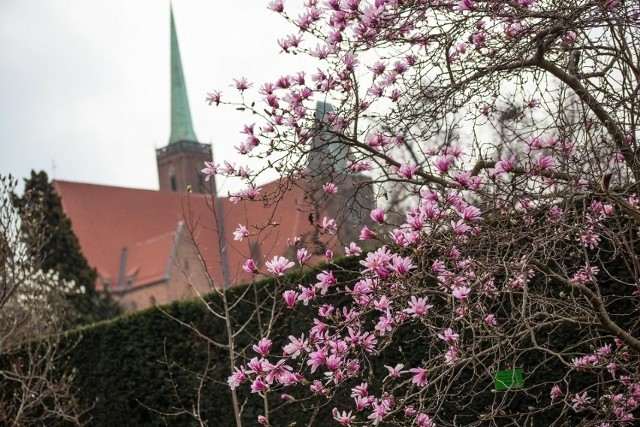 Coraz więcej kwiatów we Wrocławiu. Przyroda budzi się do życia.