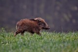 Zabrze. Policjanci zastrzelili dzika. Ugryzł przechodnia, zaatakował policjanta. Najpierw zderzył się z autem