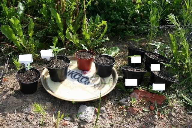 Policjanci znależli nasiona i rośliny w dwóch domach.