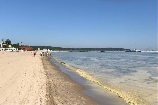 Sosna, która najczęściej rośnie w pasach nadmorskich, obecnie kwitnie, więc po ulewnych deszczach jej pyłek uwidacznia się w zbiornikach wodnych czy choćby wokół kałuż na ulicy.