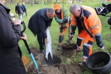 W parku miejskim na osiedlu Rokosowo w Koszalinie już rosną nowe drzewa [ZDJĘCIA]