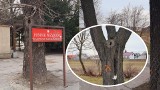 147 drzew zostanie wyciętych podczas przebudowy drogi wojewódzkiej 754 w Ostrowcu Świętokrzyskim. Na Alei 3 Maja do wycinki 6 kasztanowców 