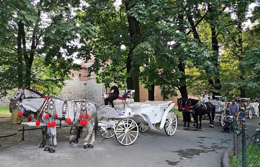 Kraków. Dorożki schowały się do cienia na Plantach [ZDJĘCIA]