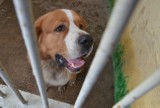 "Pies szuka domu" w TVP2. Gwiazdy zaopiekują się psami