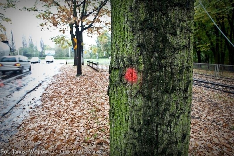 Drzewa w parku Szczytnickim oznakowane. Będzie wycinka? (ZDJĘCIA)