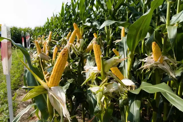 Darmowe nasiona kukurydzy dla krakowskich szkół. Trwa akcja „Popcorn prosto z ogródka”