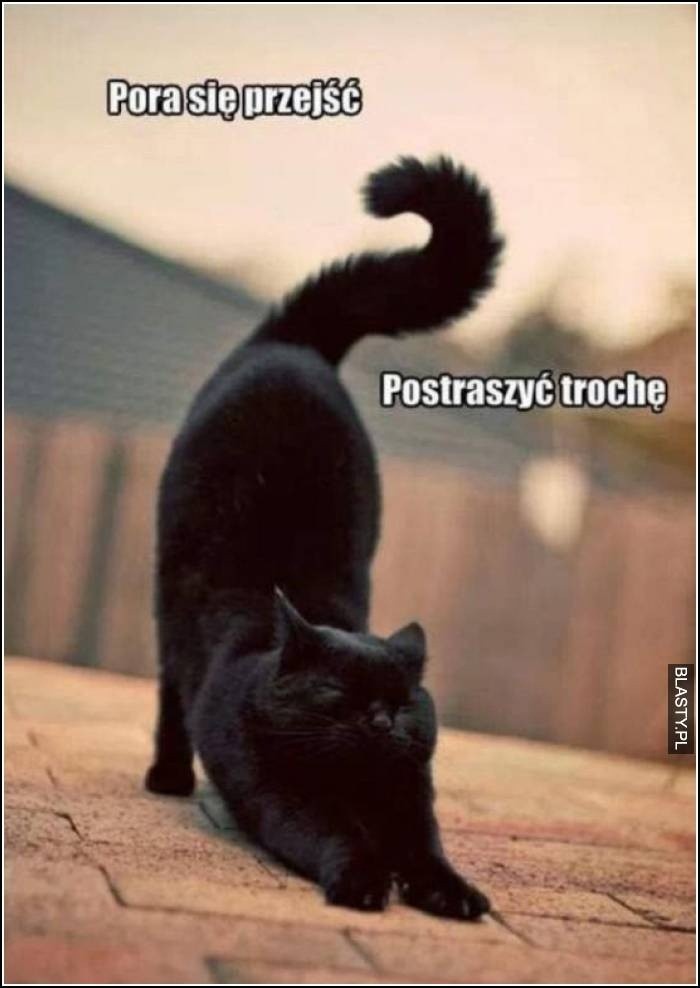 Zobacz najśmieszniejsze memy o czarnych kotach