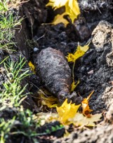 Niewybuch przy przedszkolu w powiecie tucholskim. Konieczna była ewakuacja dzieci