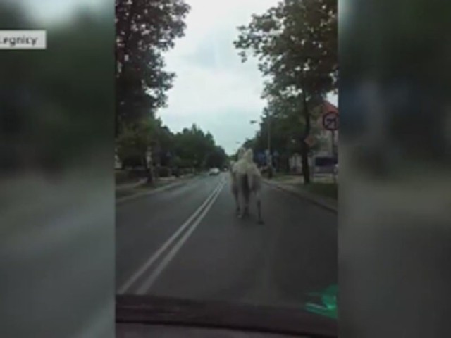 Biały wielbłąd biegał po ulicach Legnicy. Uciekł z cyrku