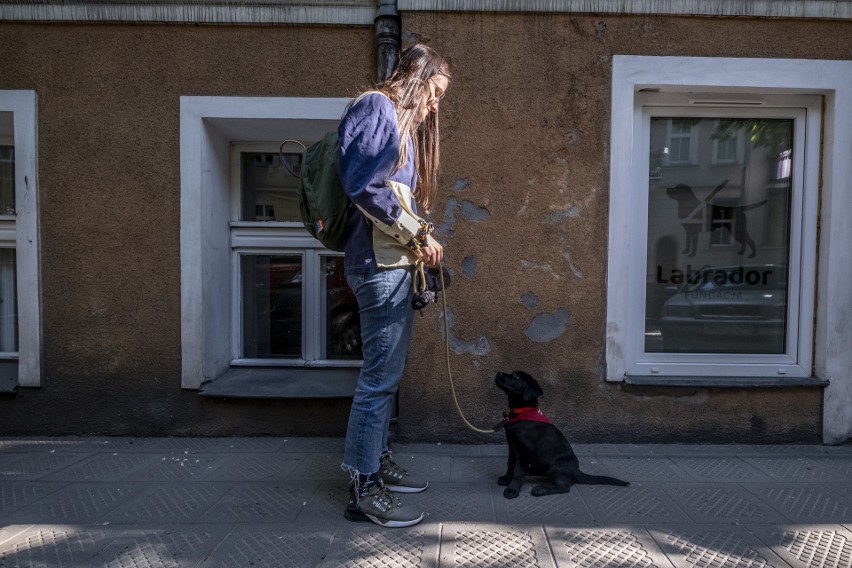 Głoska jest kandydatką na psa przewodnika i wychowuje się u...