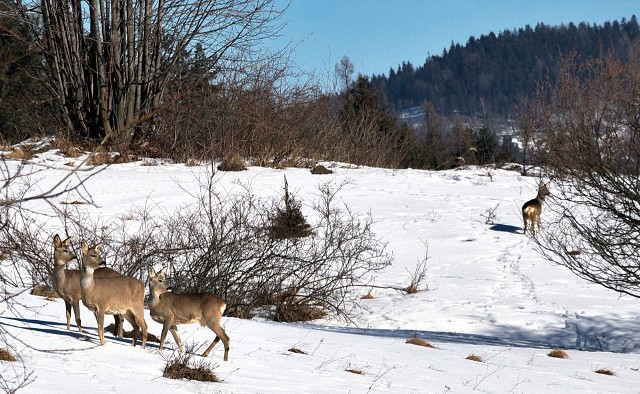 Te zwierzęta można zimą spotkać w lesie. Jak się zachować, kiedy staną na naszej drodze?