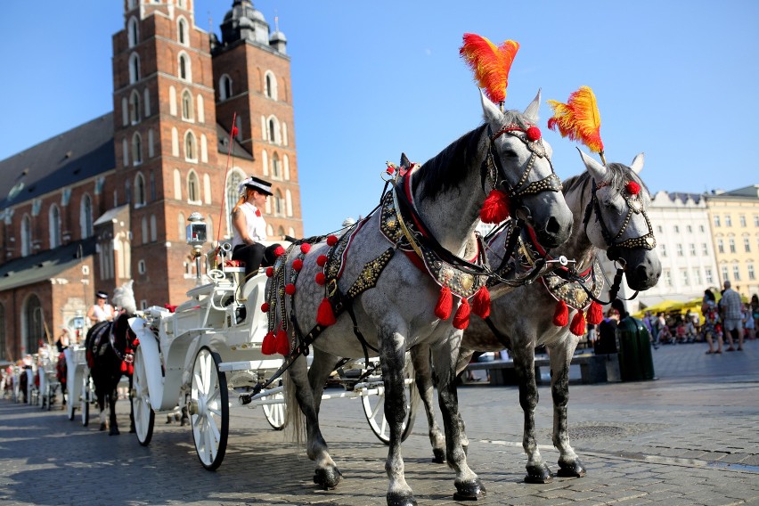 Kraków. Śledczy sprawdzą sprawę koni dorożkarskich pracujących w największe upały 