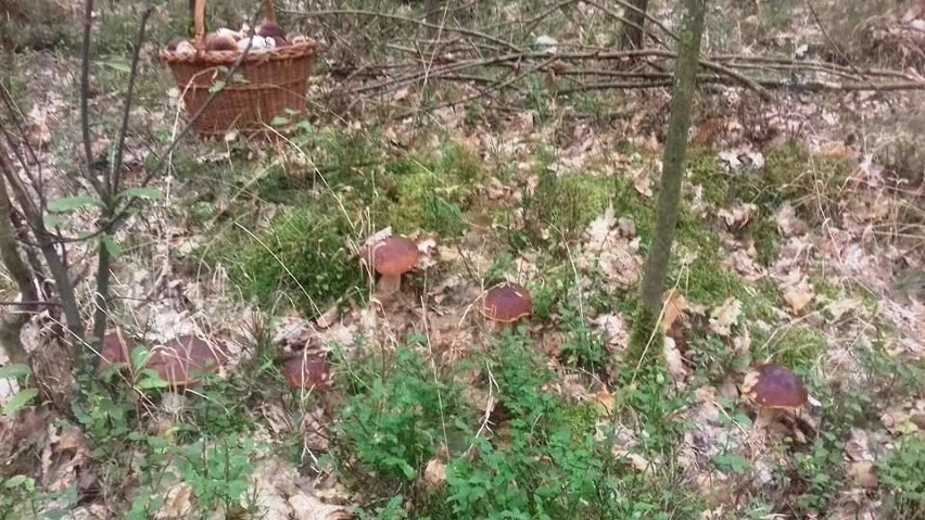 W lubuskich lasach można znaleźć naprawdę dużo grzybów....