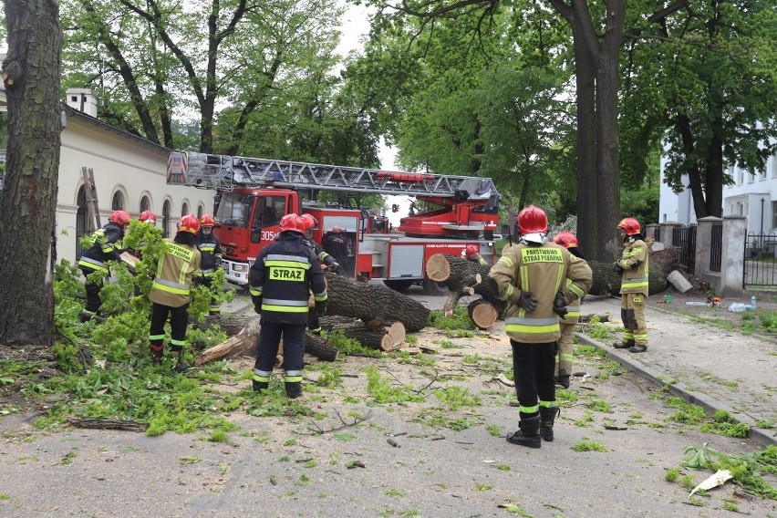 Strażaków wezwano przed godziną 13. Drzewo runęło na chodnik...