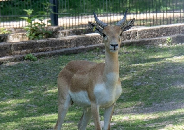 Goście chorzowskiego zoo mogą oglądać antylopy tylnej części ogrodu, w sąsiedztwie jeleni milu i sik wietnamskich.
