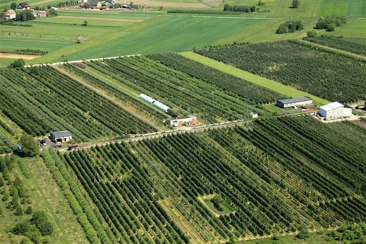 Owocowo w Mstowie - gmina słynie z sadownictwa...