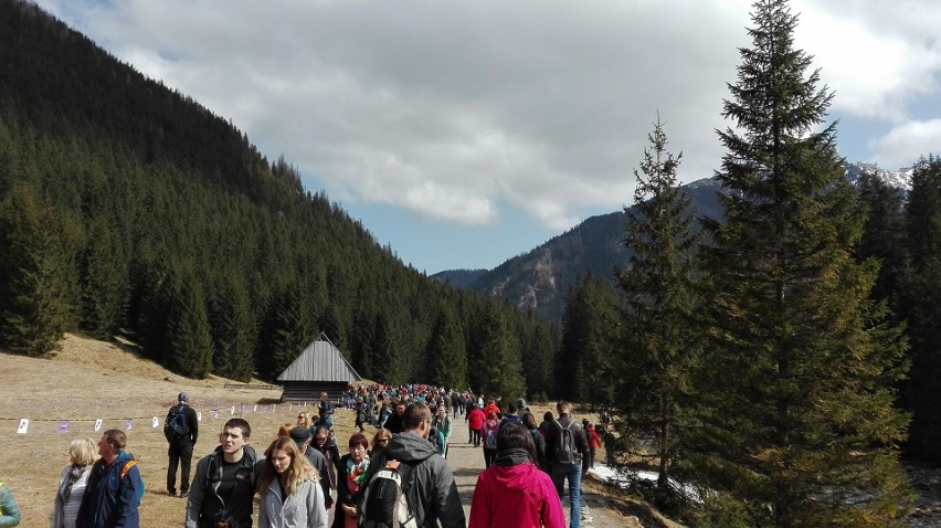 Krokusy w Tatrach. Turyści oblegają Dolinę Chochołowską...