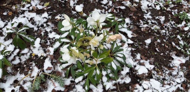 Ciemiernik to gwiazda zimy w ogrodzie nawet kiedy leży śnieg.