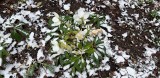 Ciemierniki to najpiękniejsze zimowe gwiazdy w ogrodzie. Czas na królową zimowego ogrodu. Kalendarium ogrodnika na 9 lutego
