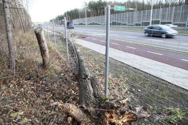 Silny wiatr! Alert dla całego kraju! U nas, w Podlaskiem, będzie wiało nawet 85 km/h