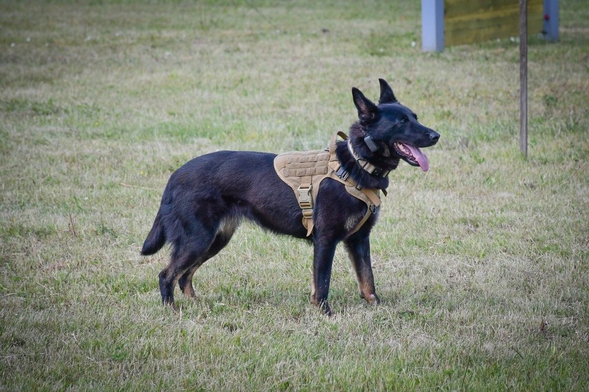 Tak wyglądało szkolenie przewodników psów policyjnych w...