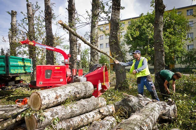 Sezon wycinek w pełni - kilkanaście starych drzew wycięto wczoraj u zbiegu ulic Kamiennej i Wyszyńskiego.