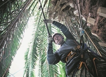 Alpinista na palmie, motyl na bambusie (film)