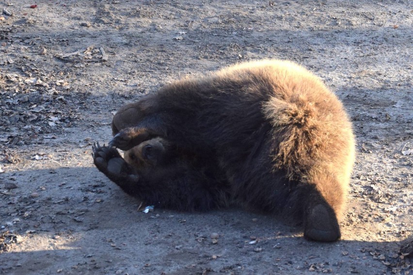 W poznańskim zoo już nie ma małej niedźwiedzicy, gdyż... [ZDJĘCIA]
