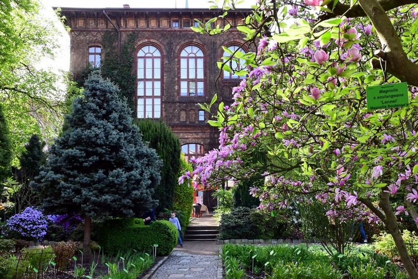 Magnolie, żonkile i tulipany - wrocławski Ogród Botaniczny...