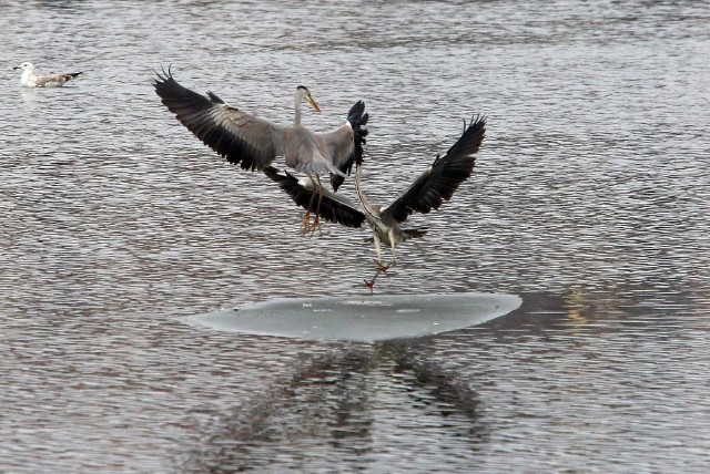Miejsca na krze przepływającej w okolicy nabrzeża Starówka nie starczyło dla dwóch czapli. Ptaki stoczyły regularny bój o wygodne miejsce, który zakończył się przepędzeniem jednego z nich.