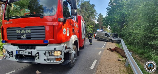 Zderzenie forda z łosiem w m. Serwatki