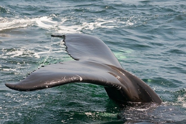 Wieloryb w Zatoce Puckiej pokazał się w Walentynki - w sobotę 14 lutego.