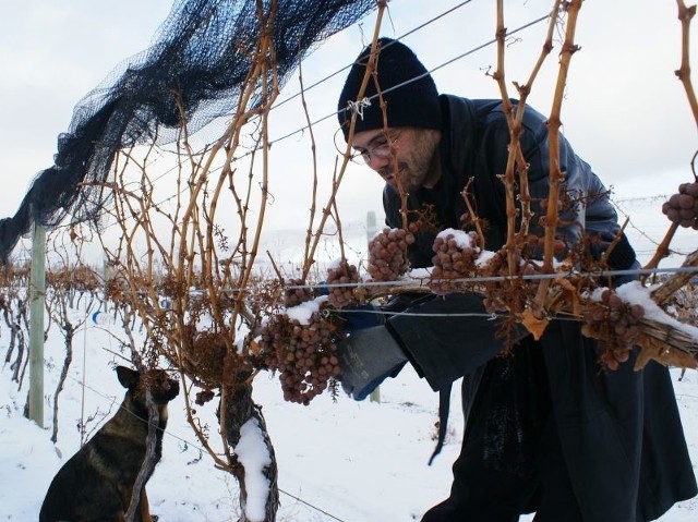 Zimowy zbiór winogron na plantacji w Kandzie