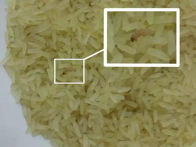 Słupszczanka w ryżu kupionym w Kauflandzie znalazła małe, ruszające się robaki.  