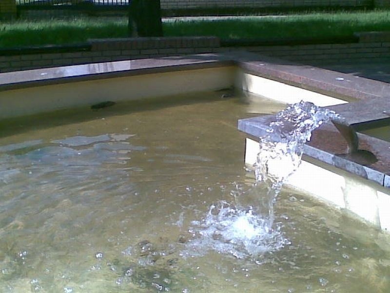 4 martwe wrony pływały w miejskiej fontannie (zdjęcia)