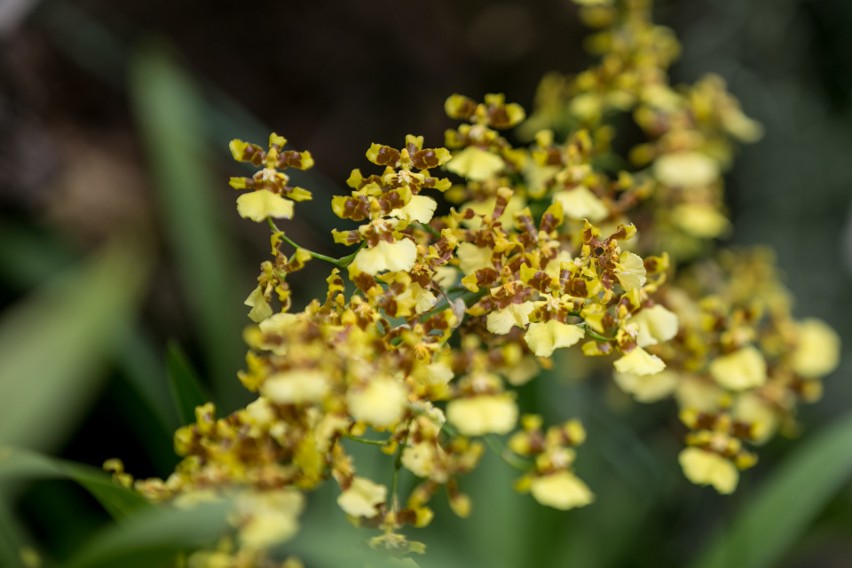 Ogród Botaniczny zaprasza do „Holenderki”. Czeka tam największa w Polsce kolekcja storczyków ZDJĘCIA