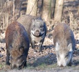 Urzędnicy nie wiedzą co zrobić ze stadem dzikich świnek w Kędzierzynie-Koźlu