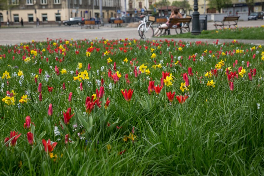 Rynek Podgórski tonie w kwiatach! Takie widoki warto podziwiać nie tylko na zdjęciach