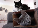 Najzabawniejsze zdjęcia wrocławskich kotów - zobacz śmieszne zdjęcia kotów naszych Czytelników - znajdź swojego pupila