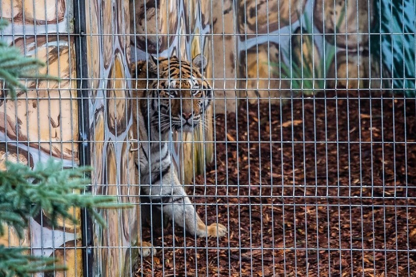 Tygrysy przebywające w Canpolu pod Człuchowem mają się coraz lepiej. We wtorek pierwszy raz wyszły na wybieg [zdjęcia]
