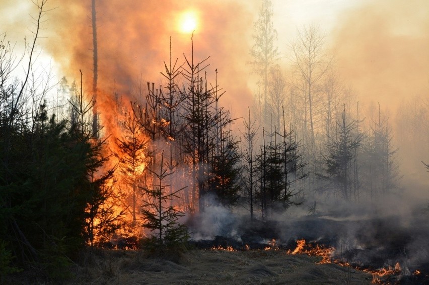 Ponad 100 strażaków walczyło z gigantycznym pożarem lasu w Czarnym Dunajcu