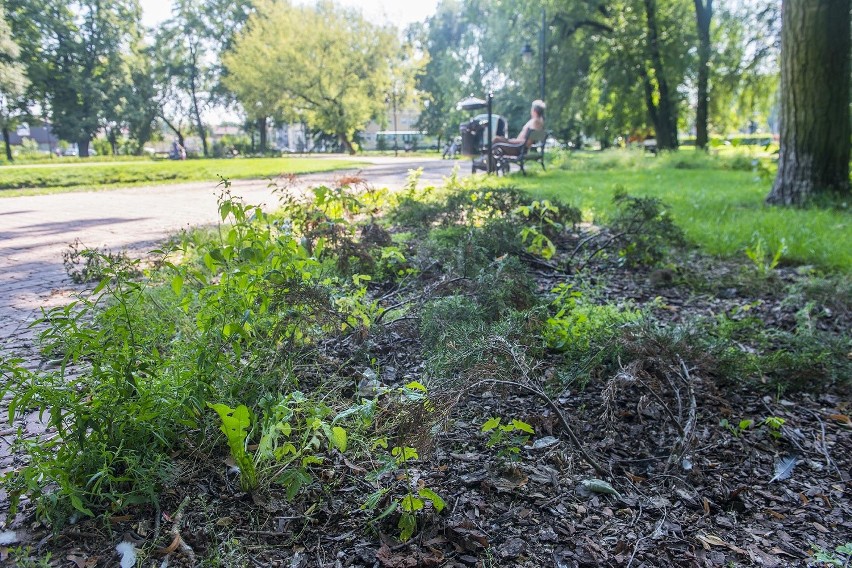 Zaniedbany Stary Ogród w Radomiu ma odzyskać blask