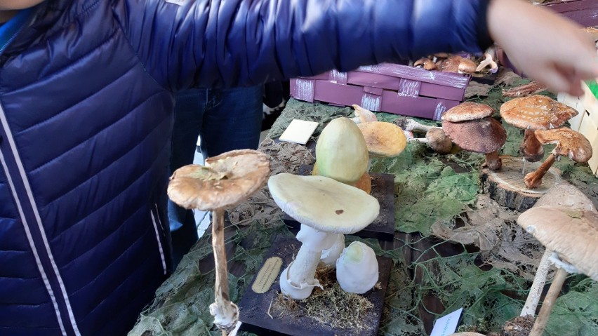 Na wystawie zaprezentowano naturalne okazy grzybów...